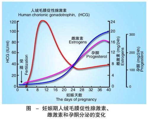 孕妈一饿就恶心,孕妈饿了为什么这么难受