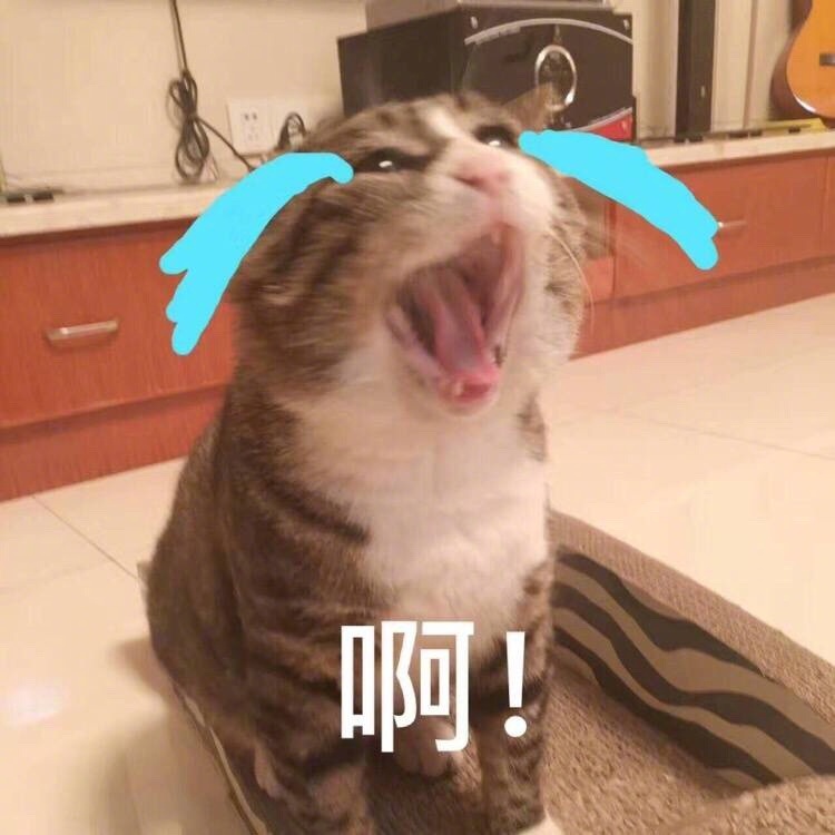 最近很火的猫咪表情包的猫叫什么,最近很火的猫表情包是什么品种的
