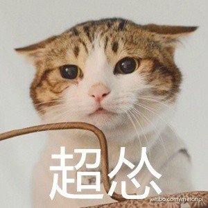 最近很火的猫咪表情包的猫叫什么,最近很火的猫表情包是什么品种的