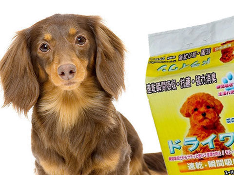 狗狗不在尿垫上尿怎么办,狗狗也需要排毛么