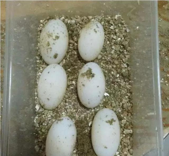 乌龟下蛋时要用什么东西帮它孵化,乌龟孵化过程中为什么出现变异