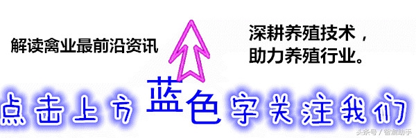 鸽子马立克,鸽子马利克怎么治疗