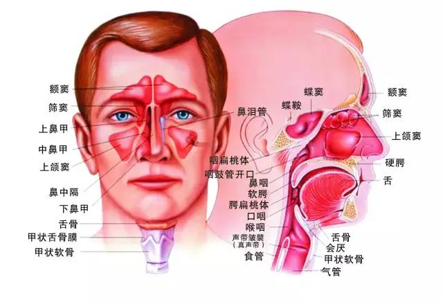 儿童过敏性鼻炎咳嗽怎么治,孩子过敏性鼻炎咳嗽怎么治愈