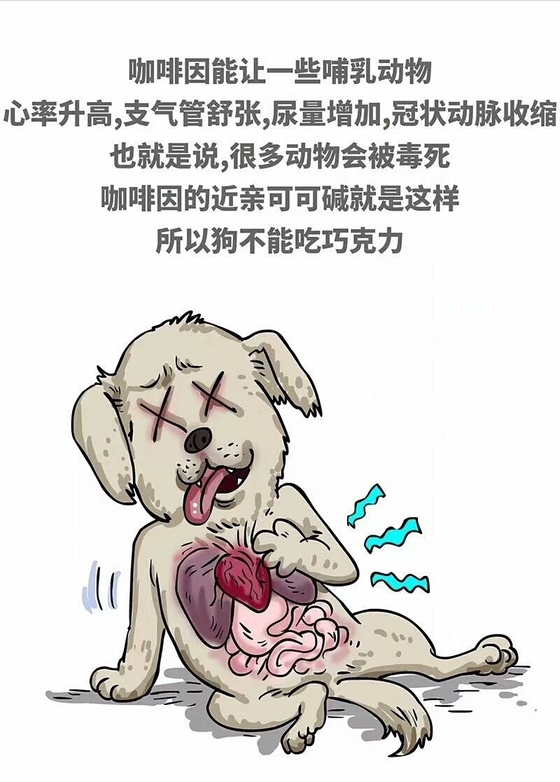 狗狗偷吃了巧克力后应当如何救治,宠物狗狗误食巧克力饼干该怎么办
