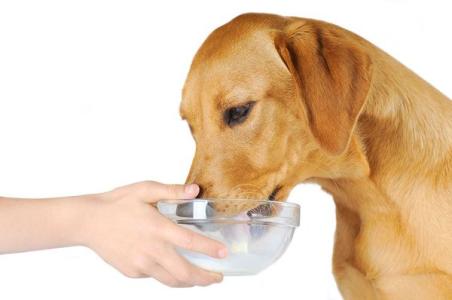 狗狗偷吃了巧克力后应当如何救治,宠物狗狗误食巧克力饼干该怎么办