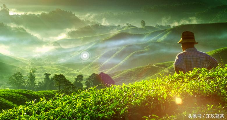 正山小种珍品红茶,印度红茶大吉岭蓝色包装