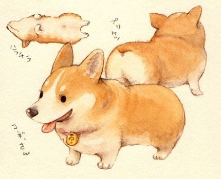 狗狗品种大全及图,狗狗品种大全价格