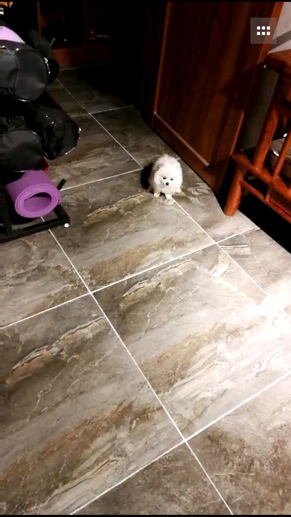 网友买了博美犬不到一天就死了，卖家：有能耐你别从外地买狗