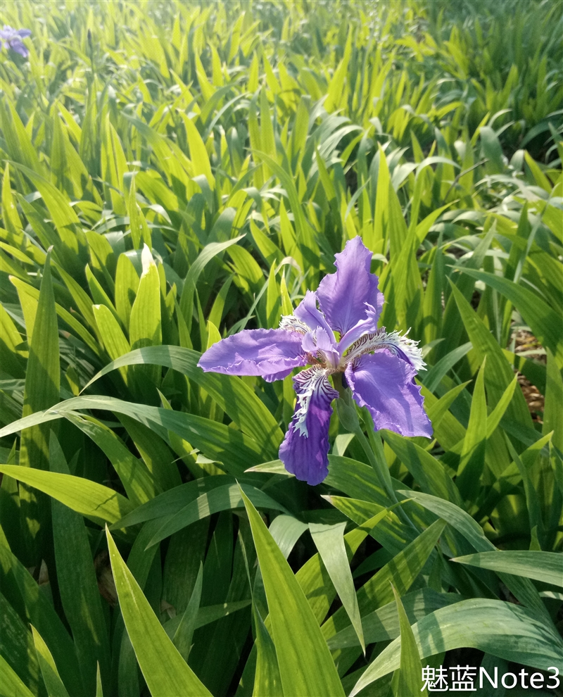魅蓝note3才是神机,千元新机测评