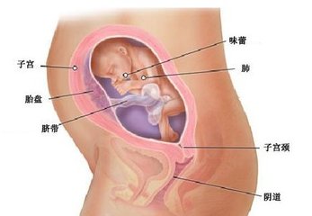 孕期第六个月胎儿成长，母体的变化