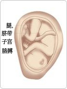 孕期第六个月胎儿成长，母体的变化