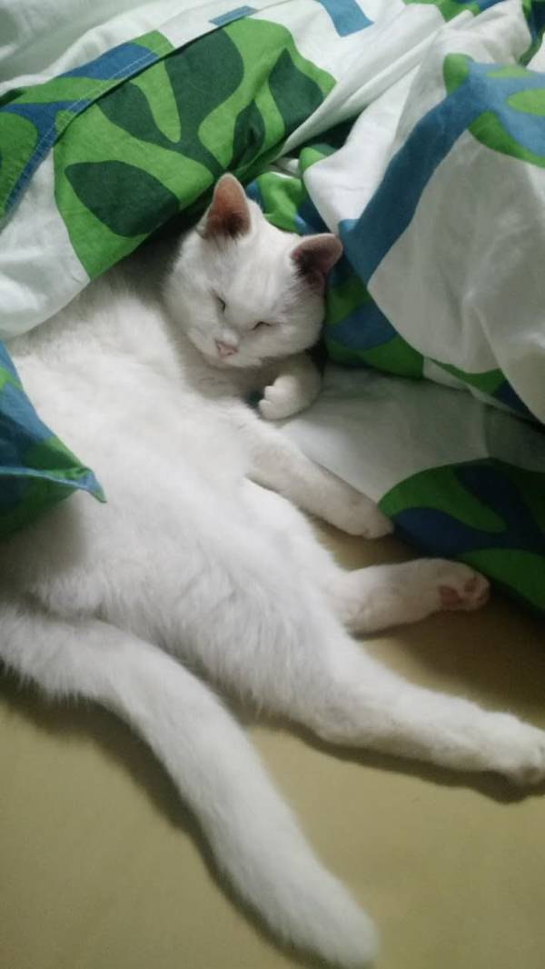 沉浸式养猫体验,养猫是一种什么体验