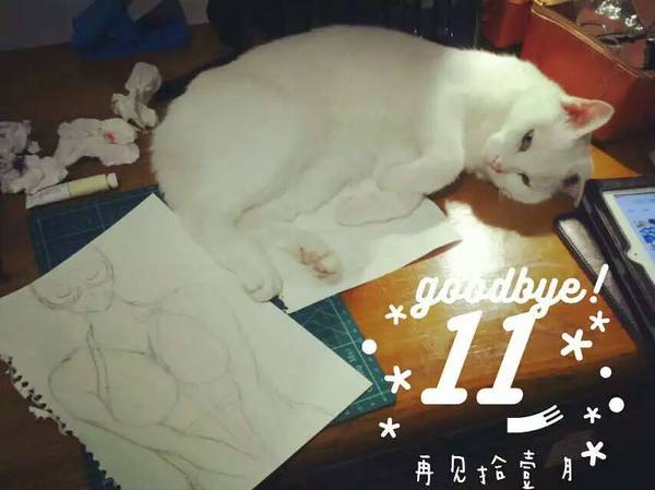 沉浸式养猫体验,养猫是一种什么体验