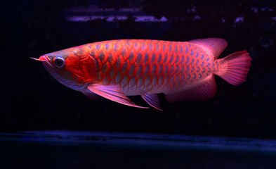 世界上最贵的红龙鱼,全球最贵龙鱼品种大全