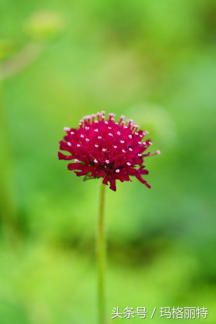 植物笔记解读视频,植物笔记关于花