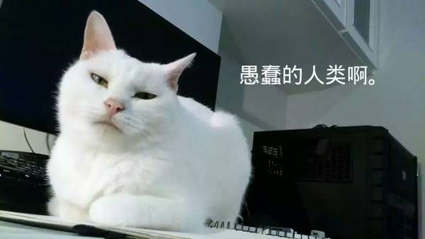 沉浸式养猫体验,养猫是一种什么体验