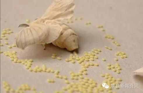 老家白白胖胖的白色虫子,小时候白色的虫子
