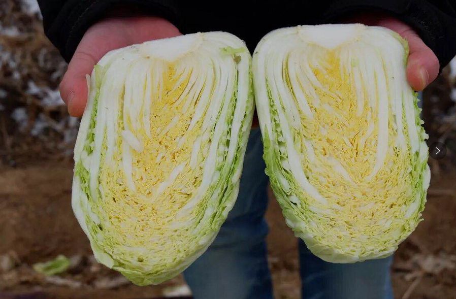 美菜在行动｜郑州美菜订单15000斤娃娃菜，现已发车！