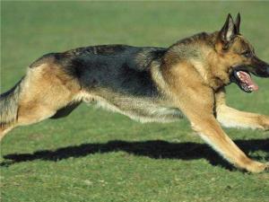 德国黑背牧羊犬能长多大,德国黑背牧羊犬直播间