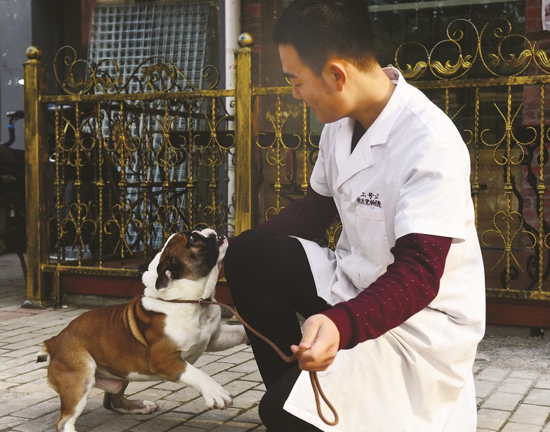 一只狗被拍卖到15万,无锡泰迪犬多少钱一只