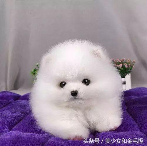 博美犬美容师,博美狗狗理发师
