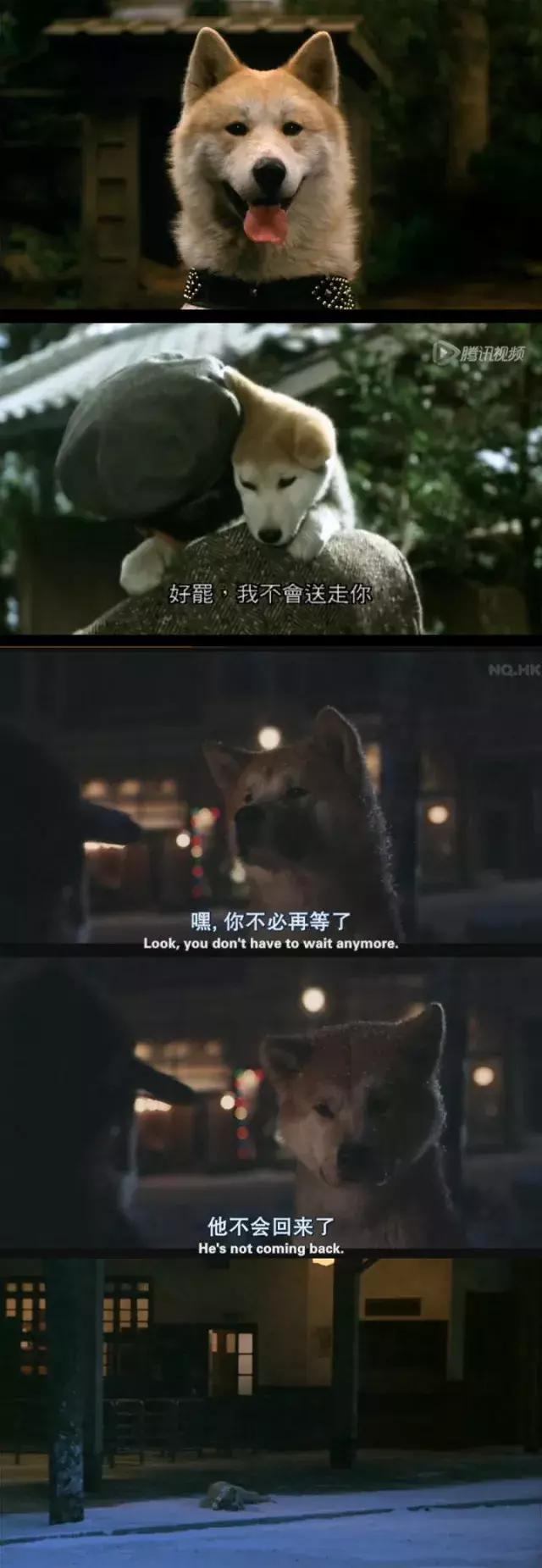 十大最经典的狗狗电影,十部最催人泪下的狗狗电影