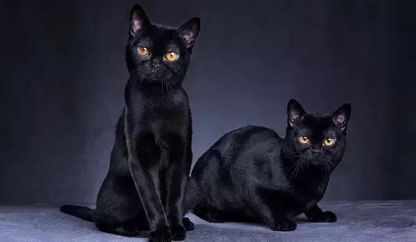 三种颜色的猫是什么品种,怎么区分猫的品种