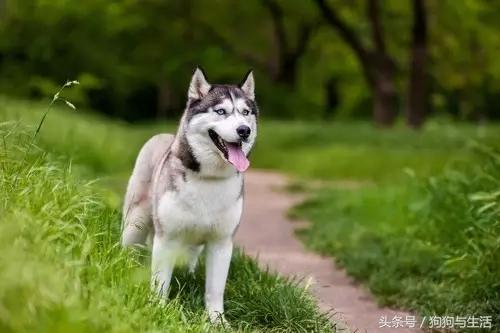 哈士奇西伯利亚雪橇犬,哈士奇真名叫做西伯利亚雪橇犬