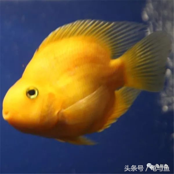 鹦鹉鱼和财神鹦鹉鱼的区别,起头鹦鹉鱼介绍