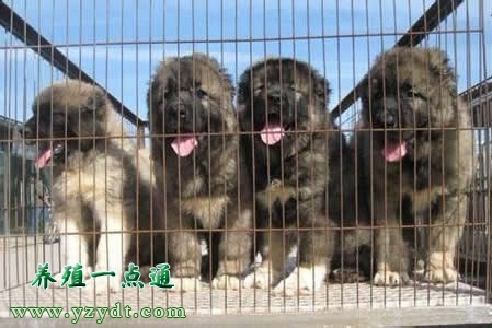 肉狗养殖赚钱吗,肉狗养殖前景与利润
