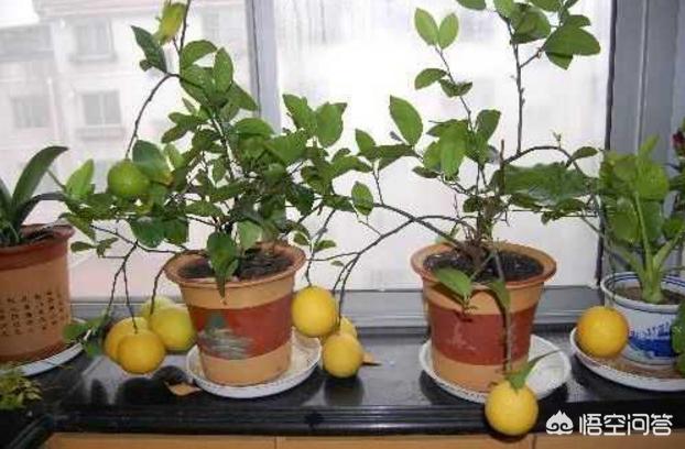 柠檬种植小方法,柠檬的种植和管理盆栽柠檬