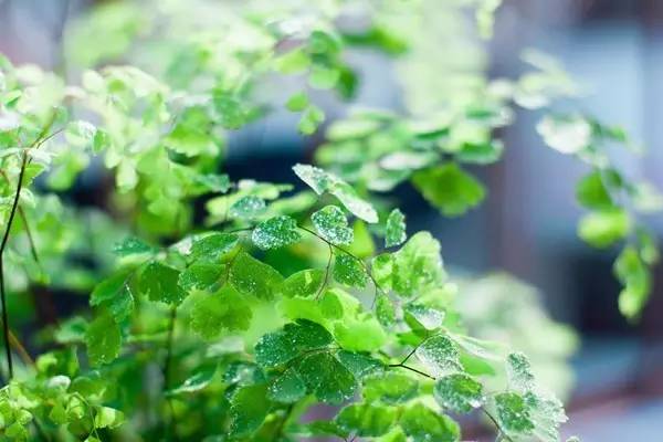 孔雀竹芋喜阴观叶植物室内盆栽,9种非常好养活的室内观叶植物