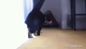 小猫咪做噩梦会出声吗,小猫咪不听话猫妈妈训它的声音