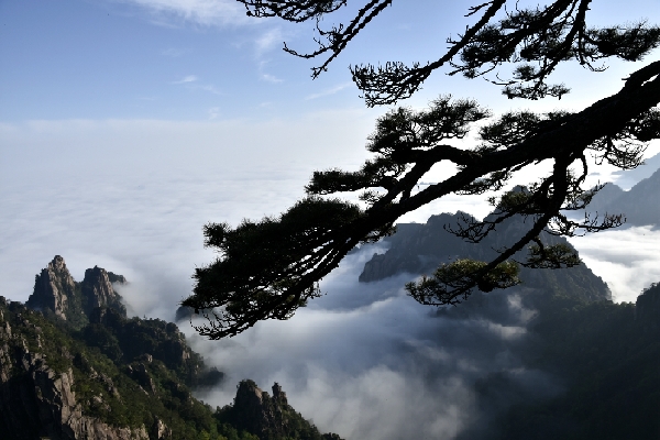 黄山四绝奇松迎客松,黄山五绝和黄山五胜