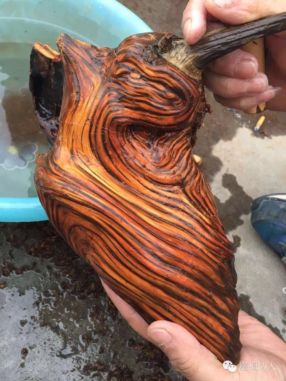 手把手教你打磨崖柏,崖柏玩皮怎么打磨