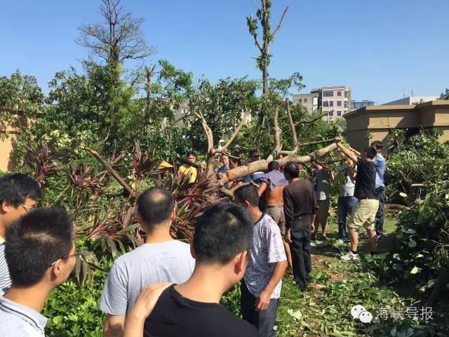 美爆了！台风过后，那些残根断枝竟然这么有用！赶紧学起来...
