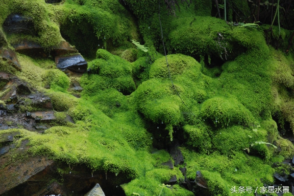 家居水景之苔藓养护注意事项及常见问题