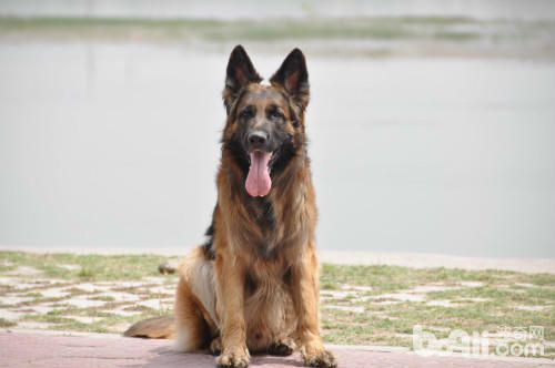 霸气侧漏的五种优秀护卫犬,盘点不花钱既好养的护卫犬