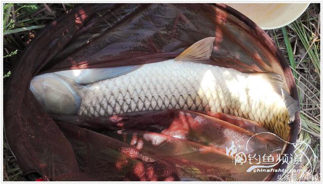 菜地钓鲫鱼绝密技巧,菜地钓白条视频大全