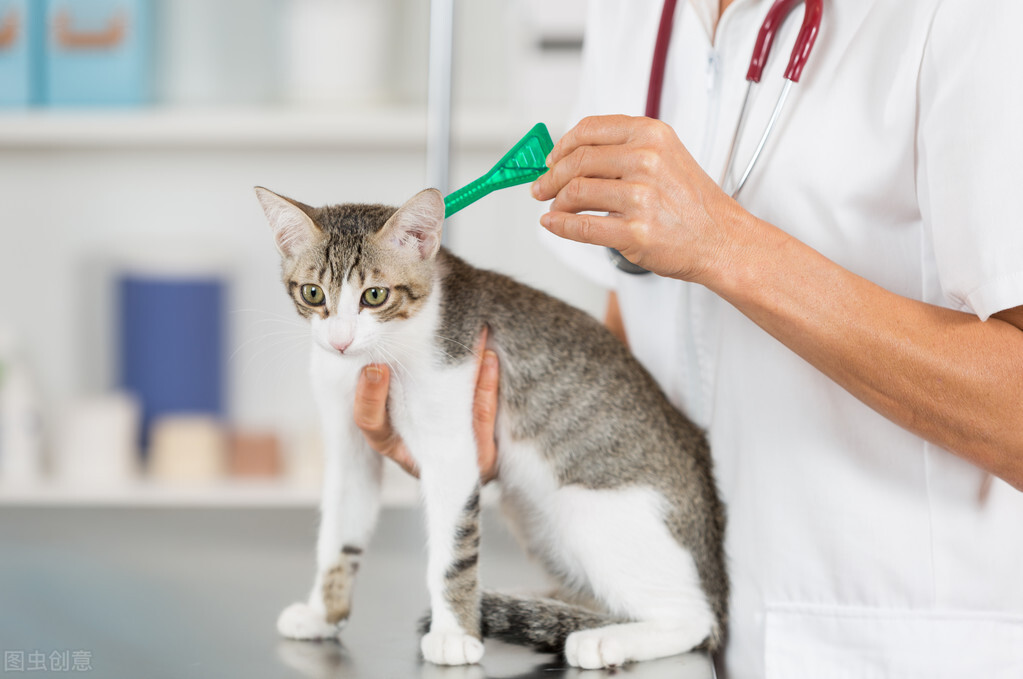 猫咪也会放屁吗,猫咪最近老是放屁是怎么回事