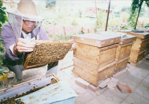 蜜蜂白垩病最怕什么,制霉素治疗蜜蜂白垩病