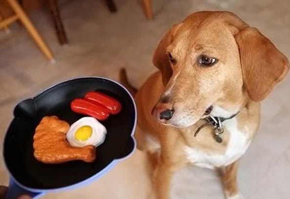 狗子挑食不吃饭怎么办是生病了吗,狗子挑食怎么处理最有效