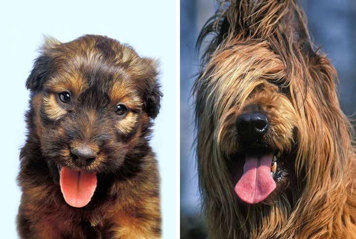 比特犬力量和其他犬种对比,聪明狗狗排行比特犬