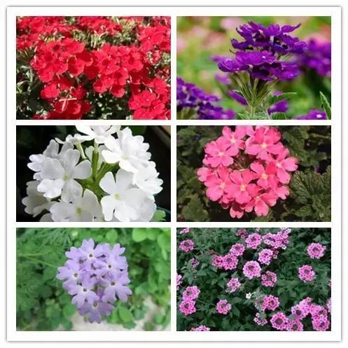 100种常见花卉资料大全,常见100种花卉介绍图片