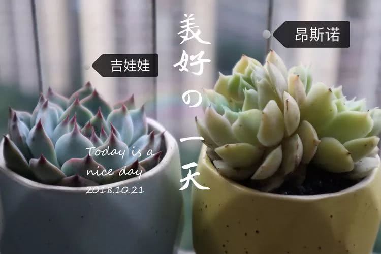 多肉名字怎么记,养多肉人的名字