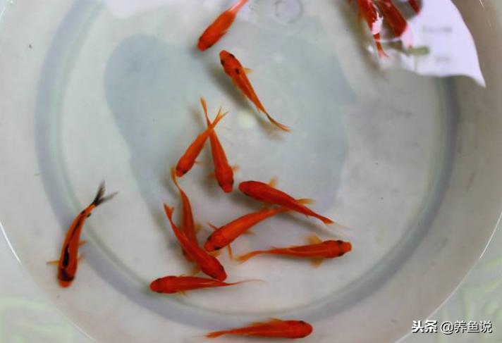 刚买回来的小金鱼没氧气怎么养,刚买回来的小金鱼沉不了底怎么办