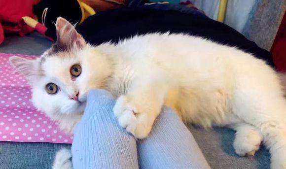猫咪为什么对臭鞋、臭袜子那么感兴趣呢，这是重口味吗？