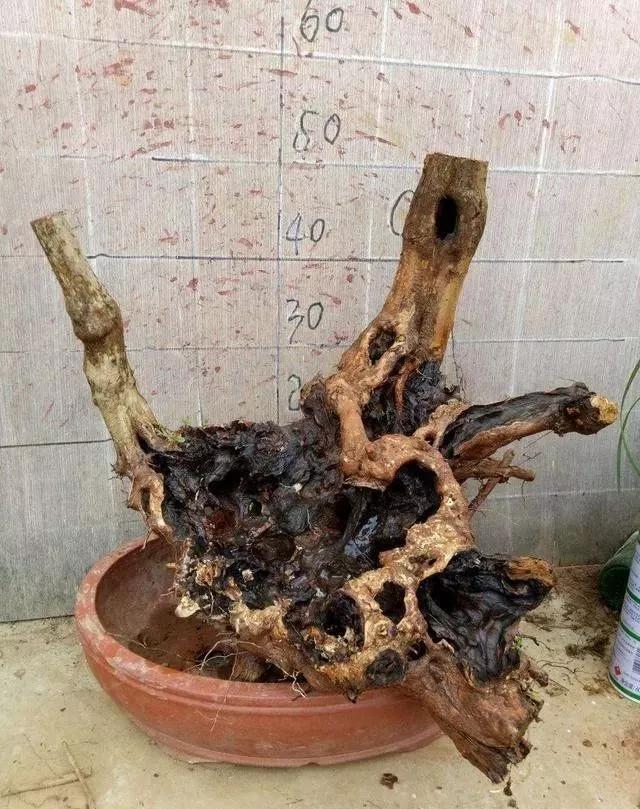 玛瑙柏盆景不绿不发新芽怎么回事,盆景老桩上盆发芽后新芽干枯