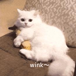 关于养猫咪的必要知识,养猫咪必须知道的常识是什么