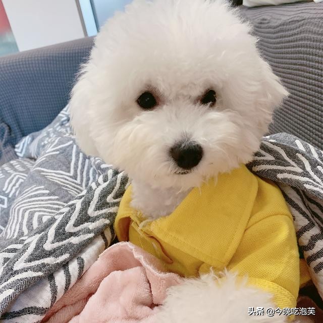 比熊狗狗的泪痕怎么消除,比熊狗狗去泪痕药